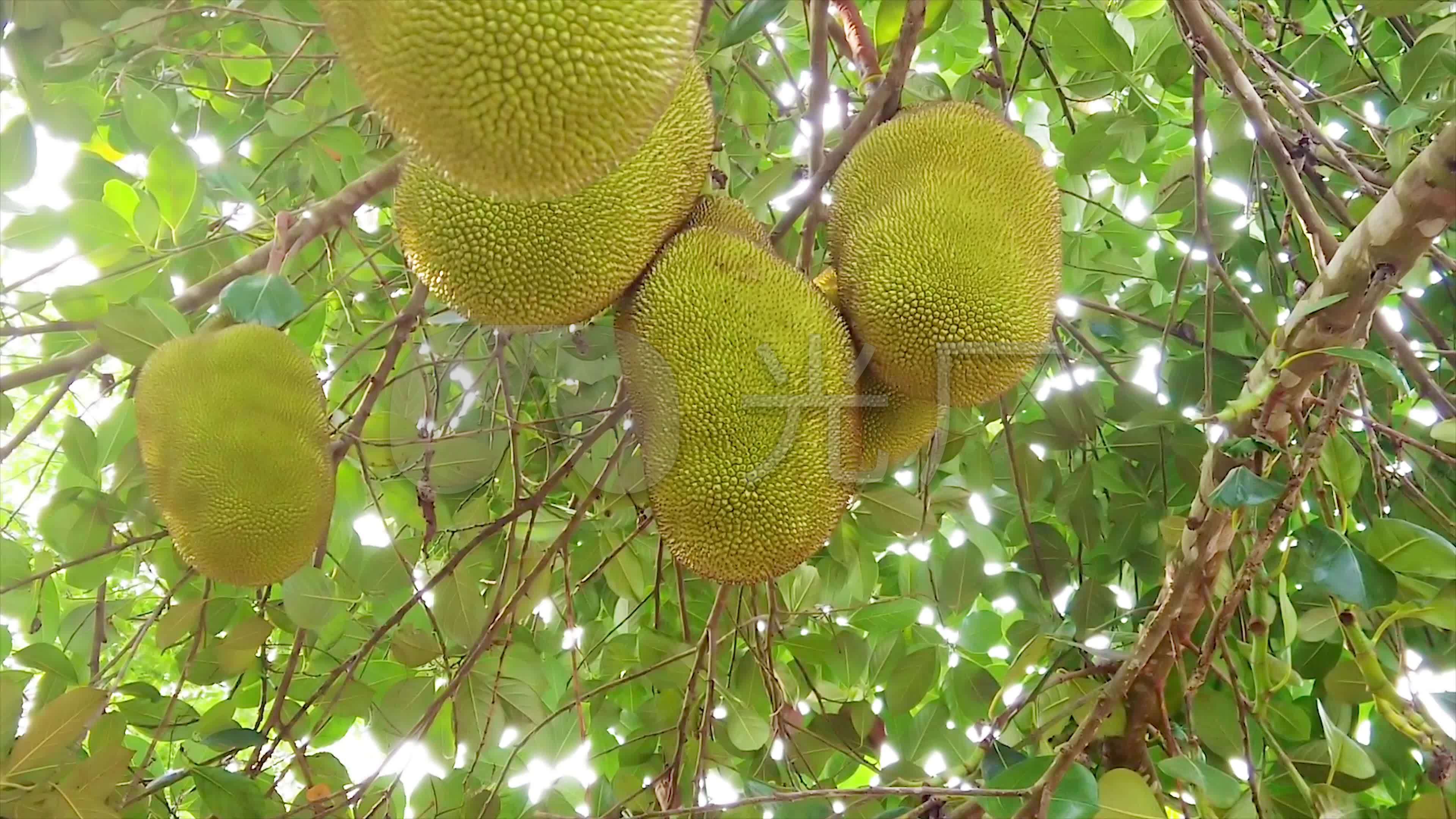 菠萝蜜视频高清在线观看的体验与乐趣-第2张图片