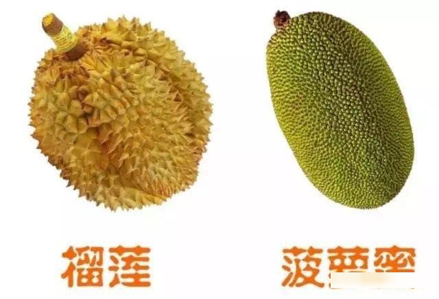 菠萝蜜夜间视频菠萝蜜与夜间视频的探索之旅