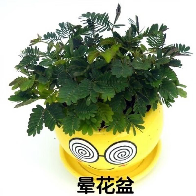 含羞草实验研究所入口的神秘之旅