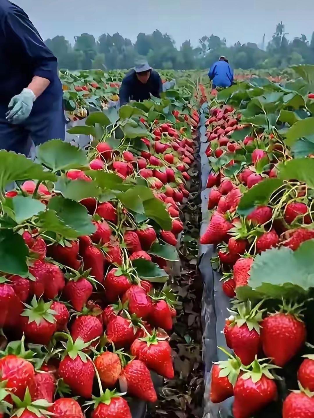 探索网络世界中的草莓图片——迈开腿，让我们共同欣赏