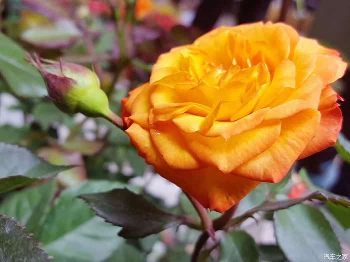 春暖花开论坛——最新地址及精彩内容分享