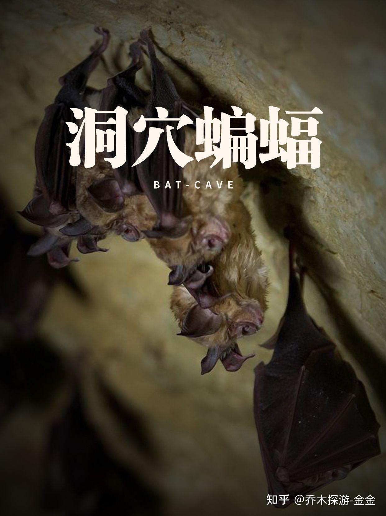洞穴蜘蛛，神秘而独特的地下生物
