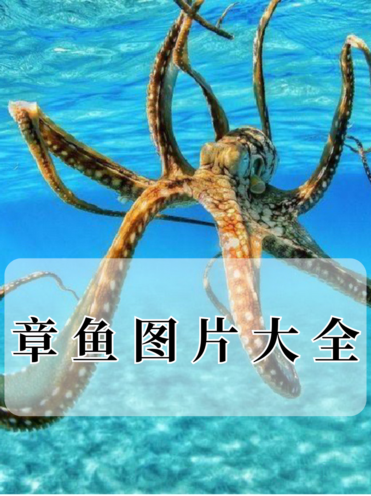 千鳞千鳞之舞——深海神秘生物的奇妙世界