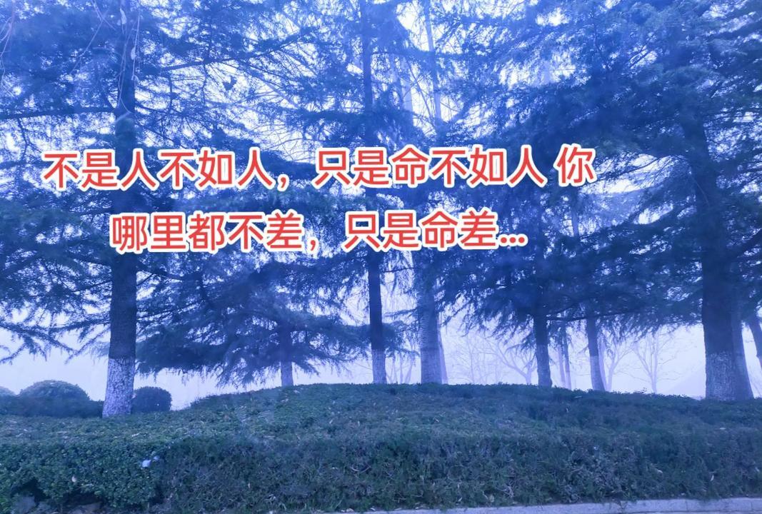 夸夸插是什么意思夸夸插，网络流行语的魅力与解读