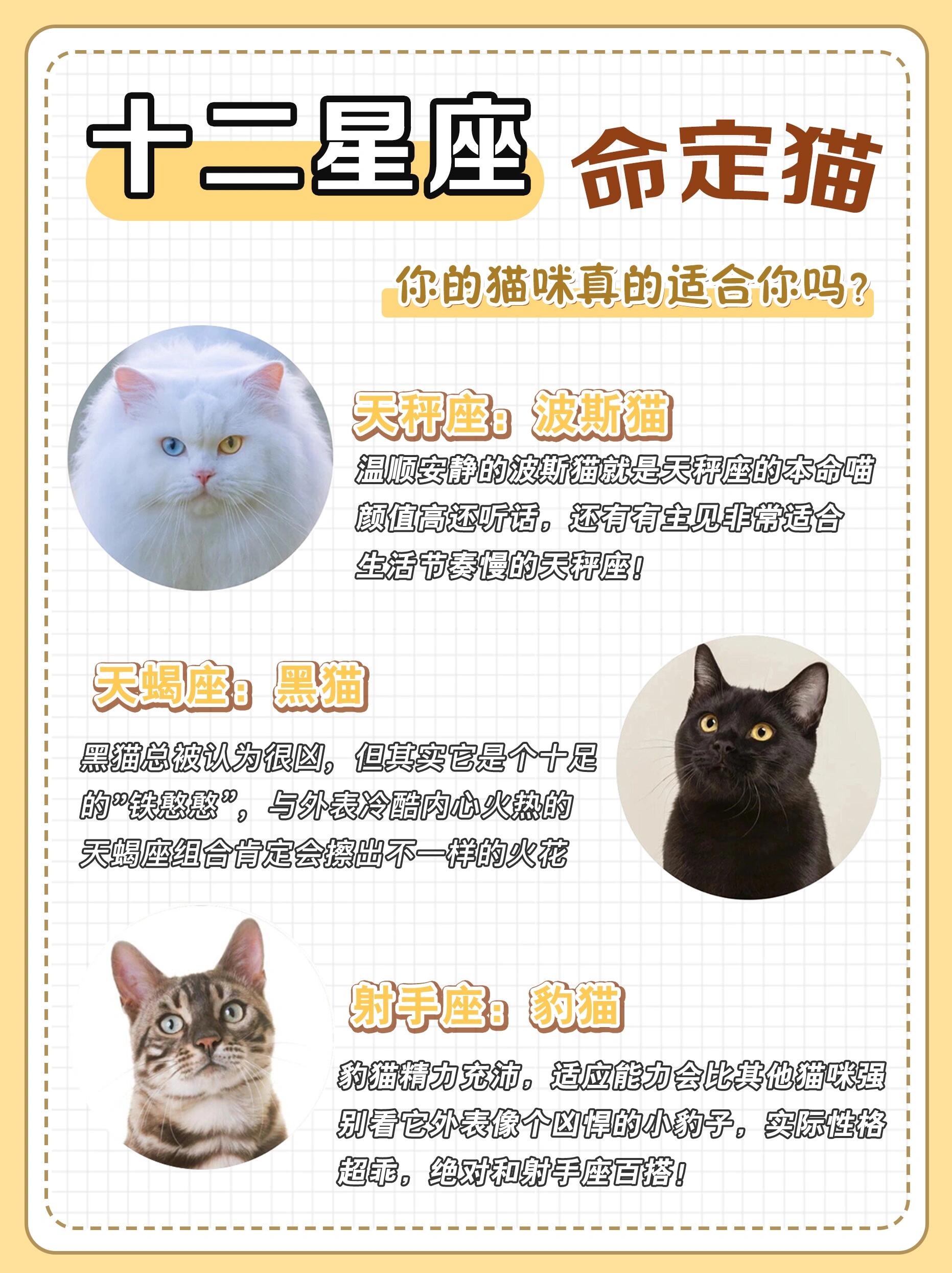 猫咪射手破解版手游猫咪射手，萌宠与射手的完美结合-第2张图片