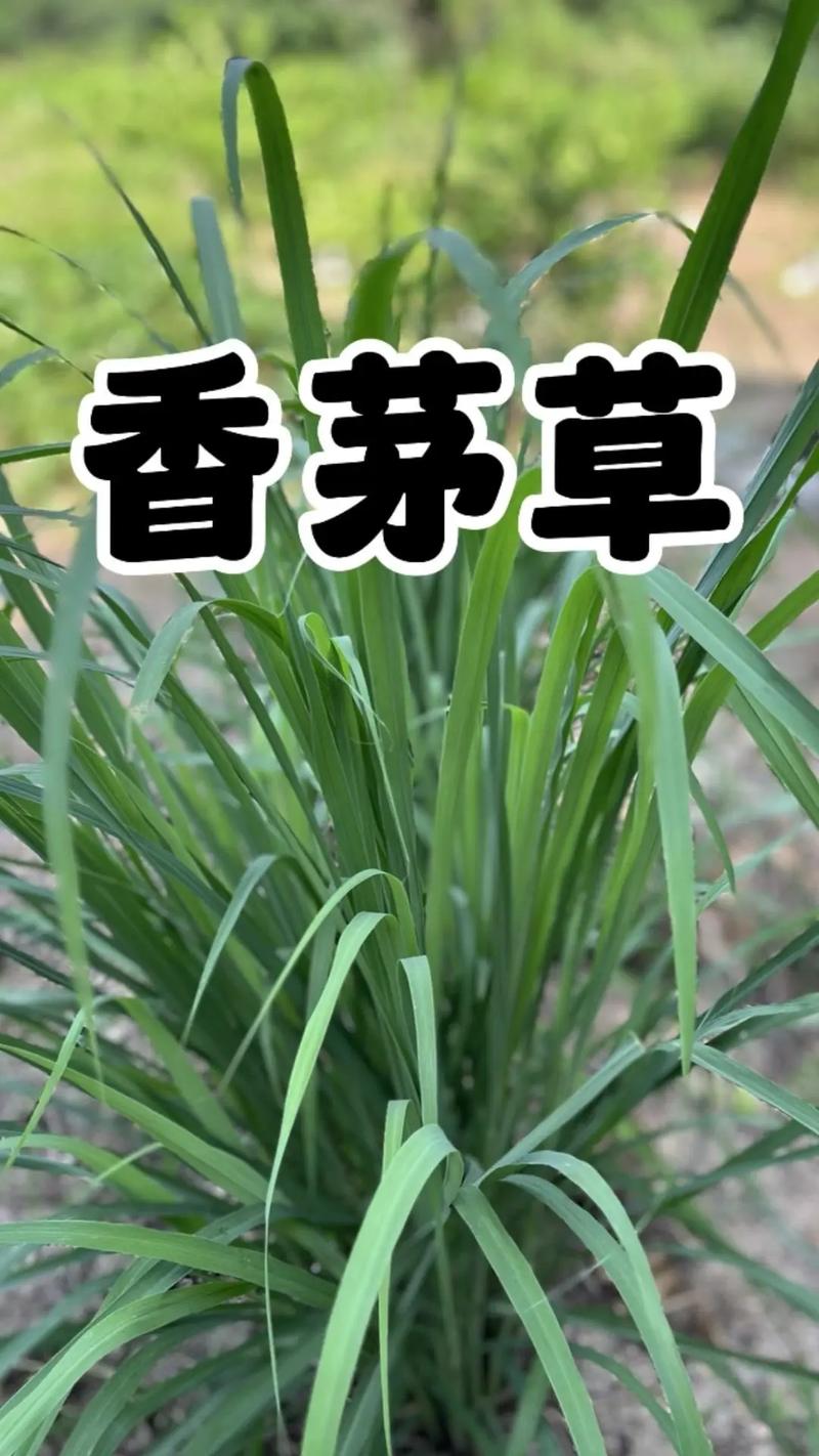 四叶草名字_17草名字_中药有几大仙草名字