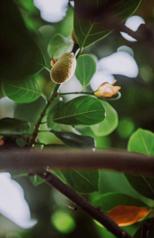 菠萝菠萝蜜免费视频高清在线观看_菠萝菠萝蜜免费视频高清在线观看_菠萝菠萝蜜免费视频高清在线观看